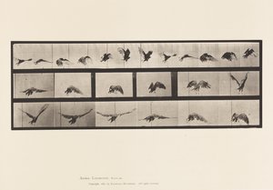 Placa 768. Buitre; Volando de Eadweard Muybridge