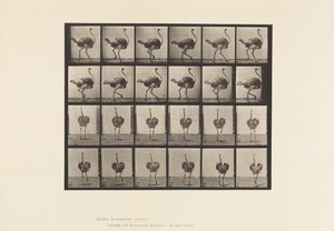 Placa 772. Avestruz; Caminando de Eadweard Muybridge