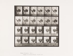 Placa 773. Avestruz; Corriendo de Eadweard Muybridge