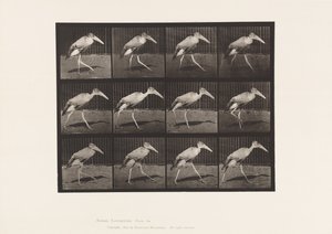 Placa 774. Ayudante; Caminando de Eadweard Muybridge