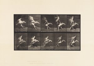 Placa 775. Adjutant; Carrera Voladora de Eadweard Muybridge