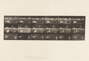 Placa 776. Cigüeñas; Cisnes, etc., A, B, C de Eadweard Muybridge