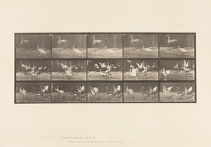 Placa 778. Cigüeñas; etc, A, B, C de Eadweard Muybridge