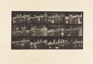 Placa 779. Cigüeñas; Cisnes, etc. de Eadweard Muybridge