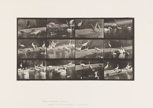 Placa 780. Cigüeñas; Cisnes, etc. de Eadweard Muybridge