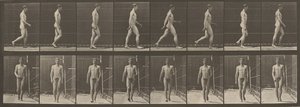 Placa número 5. Caminando,1887 (foto) de Eadweard Muybridge