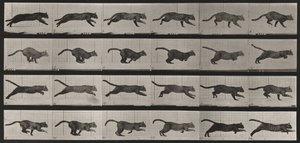 Lámina número 720. Gato; al galope de Eadweard Muybridge