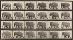 Placa Número 733. Elefante Caminando de Eadweard Muybridge