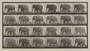 Placa número 733. Elefante caminando de Eadweard Muybridge