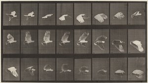 Placa número 758. Cacatúa volando,1887 (foto) de Eadweard Muybridge