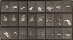 Placa número 758. Cacatúa volando de Eadweard Muybridge