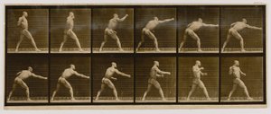 Pugilist Striking a Blow, del libro Animal Locomotion de Eadweard Muybridge