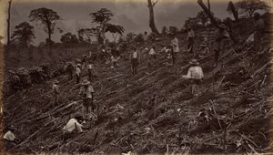 Establecimiento de una plantación de café en Antigua de Guatemala,1875, publicado en 1877 (foto) de Eadweard Muybridge