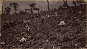 Estableciendo una plantación de café en Antigua de Guatemala de Eadweard Muybridge