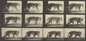 Tigre caminando, Placa 729 de Animal Locomotion, 1887 de Eadweard Muybridge
