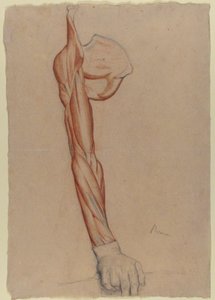 Ecorché: brazo derecho y omóplato con la mano derecha intacta de Edgar Degas