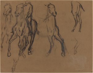 Estudio de caballos