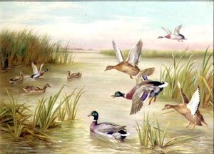 Patos en vuelo (óleo) (una pareja, véase también 24093) de Edgar Hunt