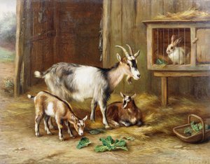 Cabras junto a una conejera