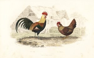Gallo y gallina, Phasianus gallus. de Edouard (after) Travies