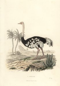Avestruz común, Struthio camelus. de Edouard (after) Travies