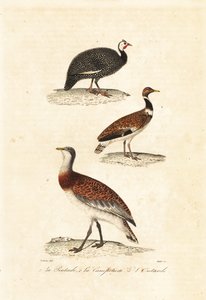 Guineos y avutardas. de Edouard (after) Travies