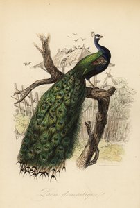 Pavo real, Pavo cristatus