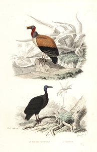 El buitre real y el buitre de pavo. de Edouard (after) Travies