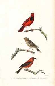 El cardenal norteño, el picogordo brasileño y el piquituerto. de Edouard (after) Travies