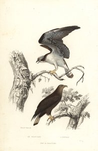 Águila pescadora y águila de cola blanca. de Edouard (after) Travies