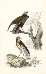 Aguilucho lagunero occidental y águila culebrera. de Edouard (after) Travies