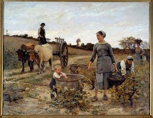 Rincón de viñedo en Languedoc