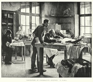Laboratorio de anatomía comparada