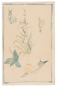 Manet - Bocetos de caracoles, planta en flor, 1864-68 de Édouard Manet