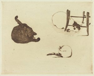 Los Gatos (Les chats)