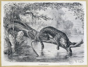Jaguar observando su presa en un tronco sobre el agua - grabado del siglo XIX