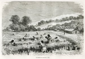 Recolección de hojas de coca en el Valle de Ituata, dibujo de E.Riou, para ilustrar el viaje en la región del Titicaca y los valles del este del Bajo Perú, en 1873 por Paul Marcoy. Grabado en Le tour du monde de Edouard Riou