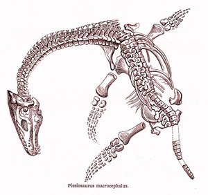 Plesiosaurus macrocephalus de Edouard Riou