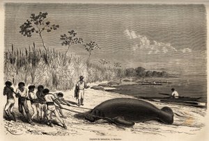 La captura de manatíes en Mabuiso (Perú). Dibujo de Riou, para ilustrar el viaje del Océano Pacífico al Océano Atlántico