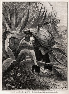 La recolección de pulque, una bebida tradicional azteca, resultado de la fermentación del agave pulquero, dibujo de Riou, para ilustrar el viaje a México de E. Vigneaux, en 1854-1855. Grabado en “Le tour du monde”, editado por Edouard Cha de Edouard Riou