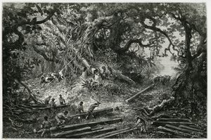 La explotación de caoba en los bosques de los Andes. Grabado por Riou, para ilustrar la historia "Viaje a Yucatán y la Tierra de los Lacandones", en 1882, por Désiré Charnay (1828-1915) arqueólogo y fotógrafo. Publicado en Le Tour du monde