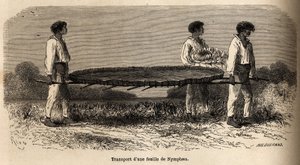 Transporte de una hoja y una flor de nenúfar del Lago Nuna de Edouard Riou