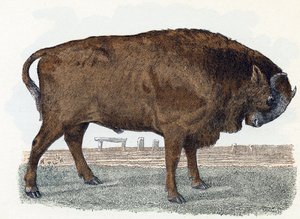 Aurochs (urauch o auroch) - " Alfabeto ilustra animales" siglo XIX (grabado) de Edouard Travies