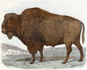 Bisonte del abecedario ilustrado de animales de Edouard Travies