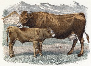 Vaca ternera - " Alfabeto ilustra animales" siglo XIX (grabado) de Edouard Travies