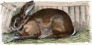 Conejo doméstico- " Alfabeto ilustra animales" siglo XIX (grabado)