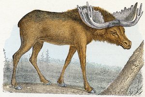 Elan- " Alfabeto ilustra animales" siglo XIX (grabado) de Edouard Travies