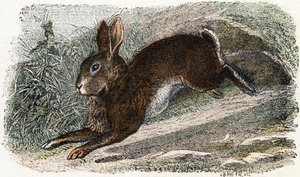 Conejo Garenne- " Alfabeto ilustra animales" siglo XIX (grabado)