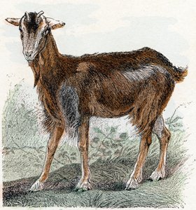 Cabra- " Alfabeto ilustra animales" siglo XIX (grabado)