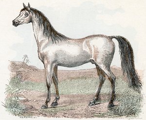 Caballo- " Alfabeto ilustra animales" siglo XIX (grabado) de Edouard Travies
